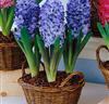 Hyacinter för krukor och glas 'Delfts Blauw'