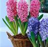 Hyacinter för krukor och glas 'Pink Pearl'