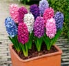 Hyacinter Mix