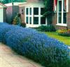 Lavendel 'Munstead'