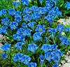 Höstgentiana