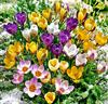 Botaniska krokusar Mix
