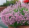 Lavendel 'Loddon Pink'