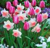 Tulpaner 'Mistress' och Narcisser 'Pink Pride'