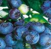 Blåbär 'Patriot'