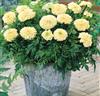 Tagetes 'Erecta Vanilla' F:1 hybrid