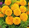 Tagetes 'Golden Age'