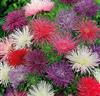 Aster 'Unicum' Mix