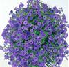 Petunia 'Fortunia' blå