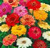 Dahliablommig Zinnia Mix