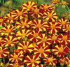 Tagetes 'Jolly Jester'