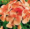 Storblommande pelargonior 'Cherie' orange