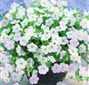 Petunia 'Fortunia' vit