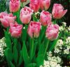 Tulpaner 'Angélique'