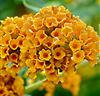 Syrenbuddleja 'Sungold'