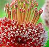 Allium 'Forelock'