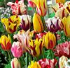 Rembrandt tulpaner Mix