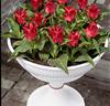 Tulpaner 'Rödluvan'