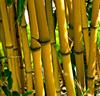 Bambu 'Aurea'