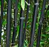 Bambu 'Nigra'