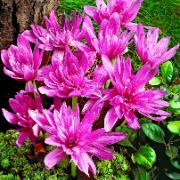 Tidlösa 'Waterlily'