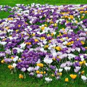 Storblommiga Krokusar Mix