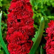 Dubbelblommiga Hyacinter 'Hollyhock'