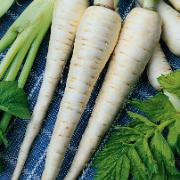 Palsternacka halvlång