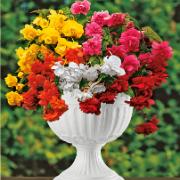 Kollektion Med Hängbegonior