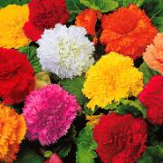 Fransade Begonior Mix