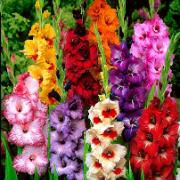 Storblommiga Gladioler Mix