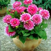 Terrassdahlia 'Bluesette'