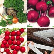 Fröband med rädisor, persilja och rödbetor