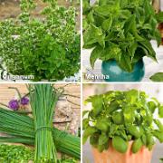 16 Fröskivor med 4 kryddörter