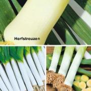 Kombinationserbjudande:
Purjolök i 3 sorter