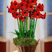 Amaryllis ‘Red Garden' med korg och mossa