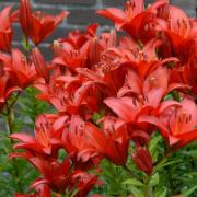 Storblomstrande lilja 'Monte Negro'