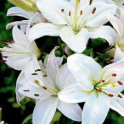 Storblomstrande lilja 'Navona'