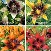 8 Asiatiska tangoliljor i 4 sorter