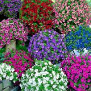 Kollektion med Petunior Wave® 'Fortunia'