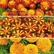 Kollektion med Tagetes