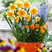 Narcisser 'Orangery'