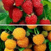 Hallon Mix 'Fallgold' och 'Bakker'S Jewel'