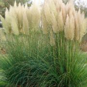 Pampasgräs Silvervit