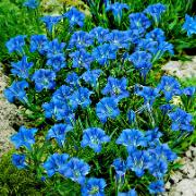 Höstgentiana
