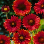 Röda kokardblomster 'Burgunder'