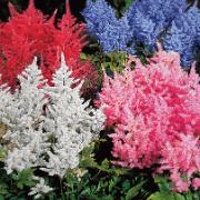 Astilbe Mix