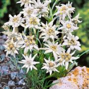 Edelweiss                      