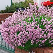 Lavendel 'Loddon Pink'