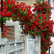 Klätterros 'Santana'